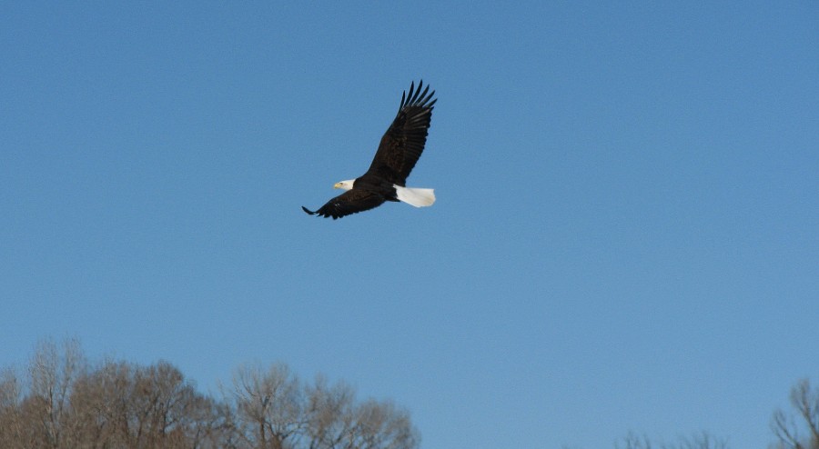 Bald eagle flying