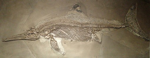 icthyosaur fossil
