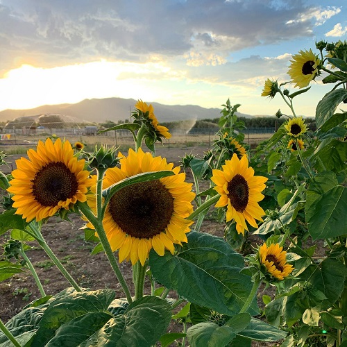 sunflowers in farm field