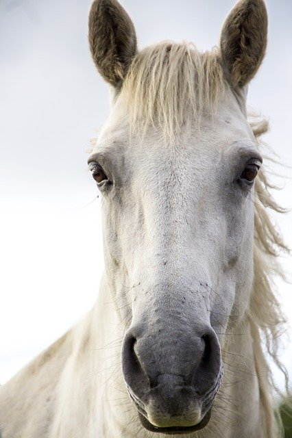 white horse