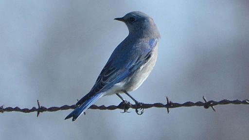 mountain bluebird on barbed wire