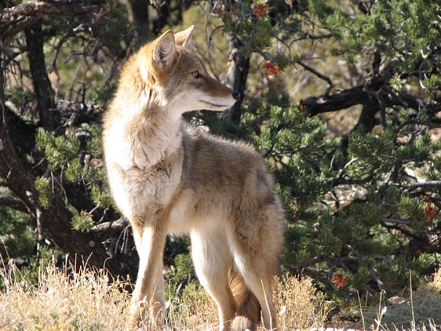 coyote in scrub pine