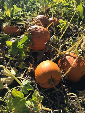 pumpkins growing in field