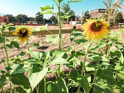 sunflowers growing next to dirt field