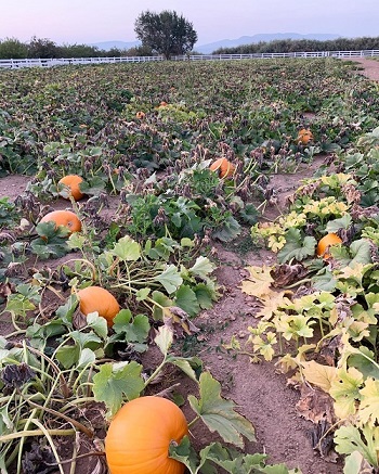 pumpkins growing in field