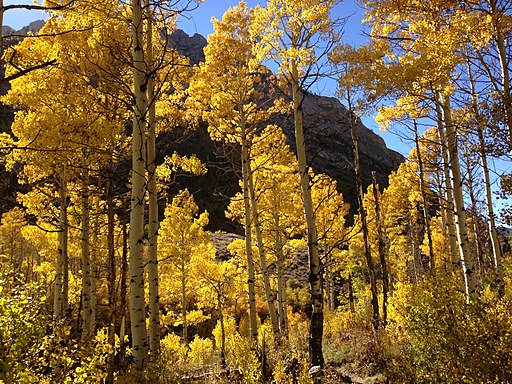 Nevada aspen changing colors