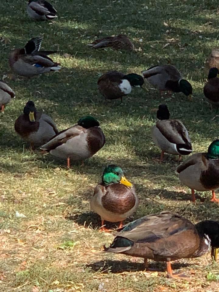 ducks in grass