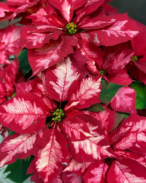 red and green poinsettias