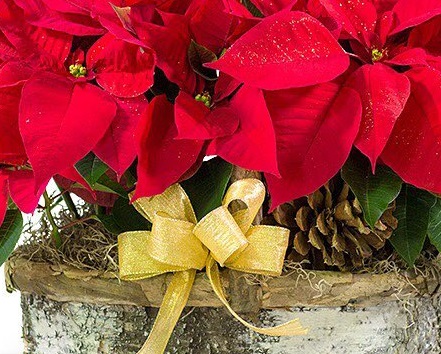 poinsettia gift basket