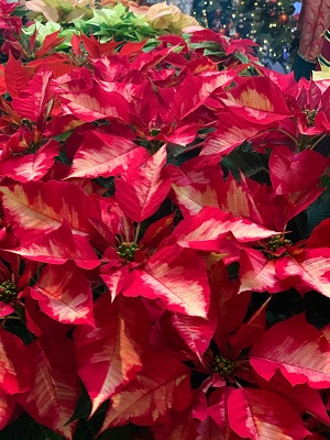 poinsettia plant