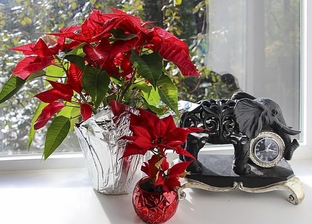 potted poinsettia plants