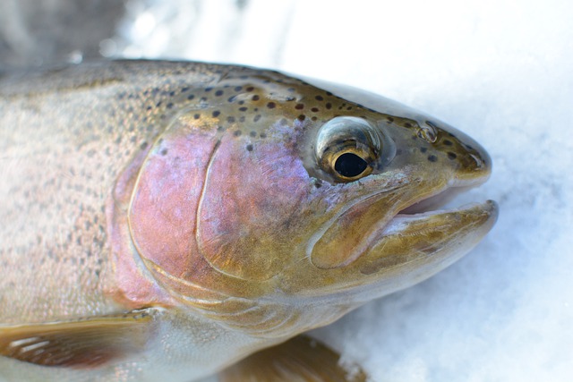 close up of rainbow trout head