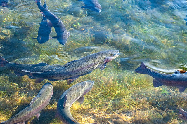rainbow trout swimming in water