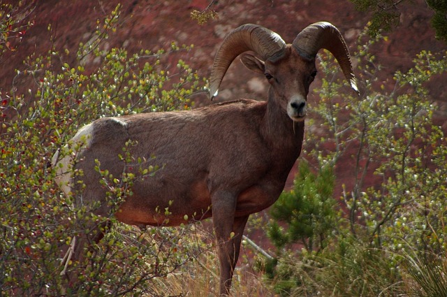 desert bighorn in brush