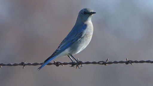 mountain bluebird on barbed wire