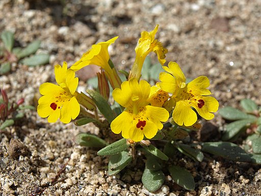 carson valley monkeyflowers