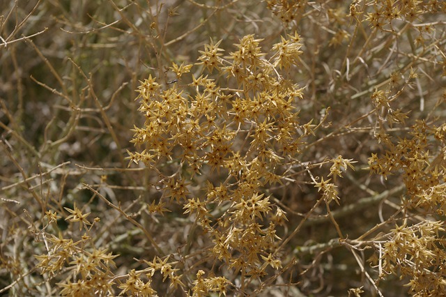 nevada sagebrush