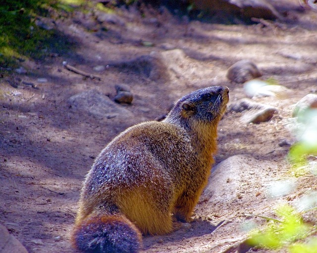 yellow-bellied marmot