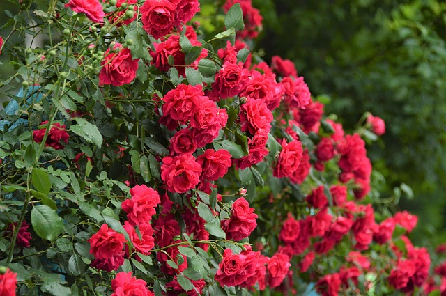 rose bush