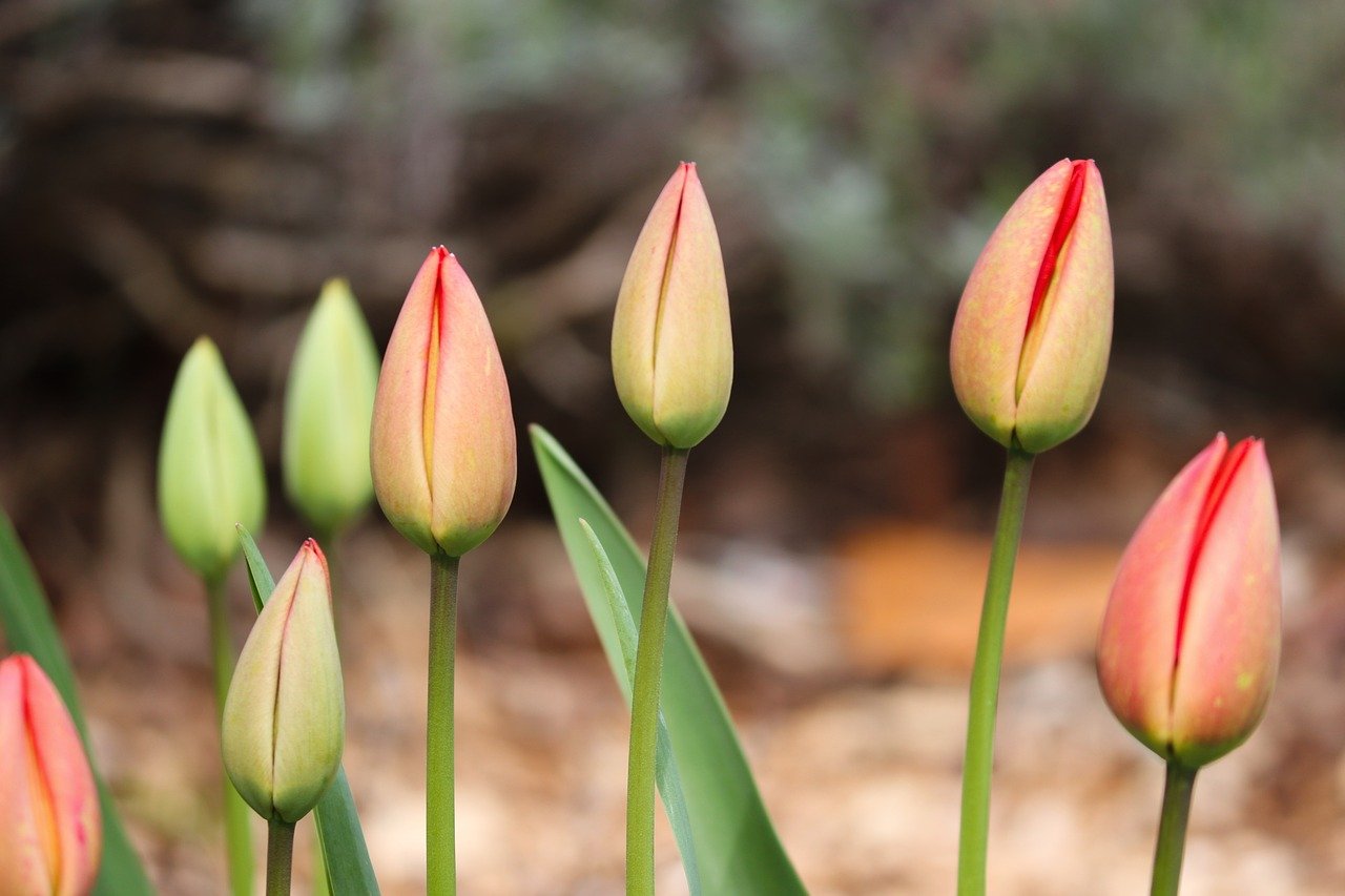 tulip buds