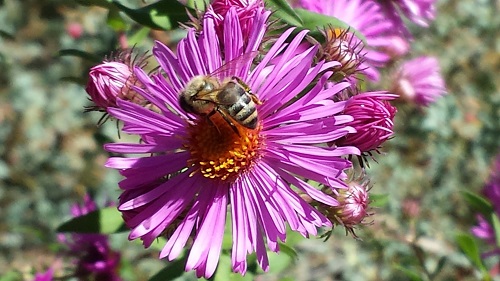 bee on a purple flower