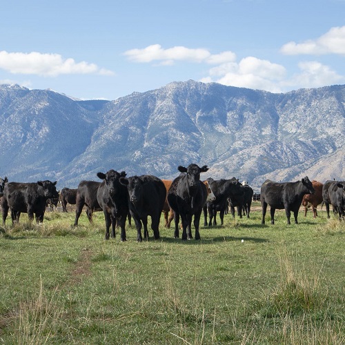 bently ranch cattle