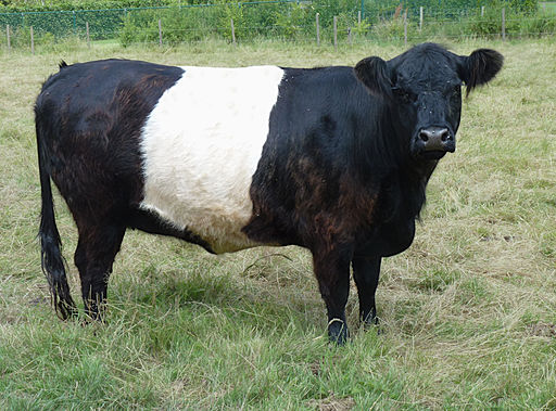 belted galloway cow