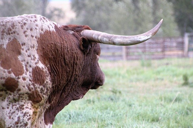 texas longhorn bull