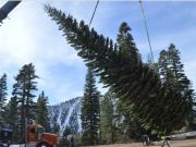 Nevada Day Inc., Silver Bell, Nevada's US Capitol Christmas Tree