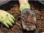 Carson City Events, Garden Talk w/ Carson City Master Gardeners