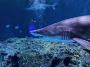 Nevada Museum of Art, SENSEational Sharks Day Camp