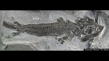 Nevada Museum of Art, Ruling the Sea in the Dinosaur Era