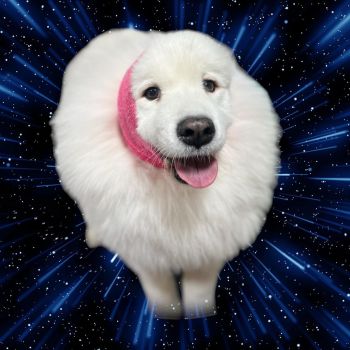 Crazy cat best sale dog grooming