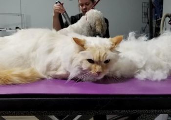 Crazy Cat Dog Grooming, Cat Brush Out/Spot Shave