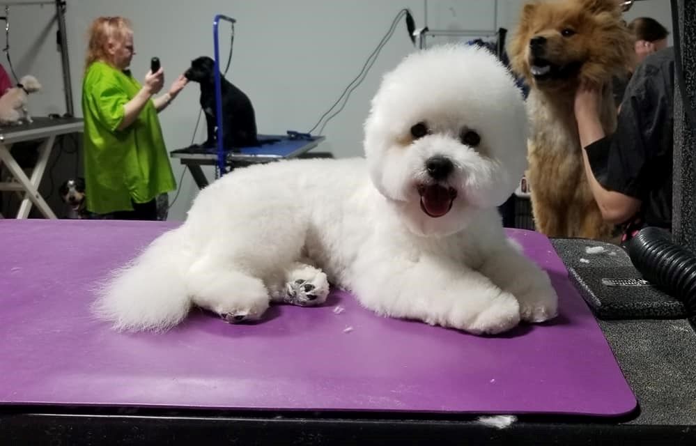 Crazy cat sales dog grooming