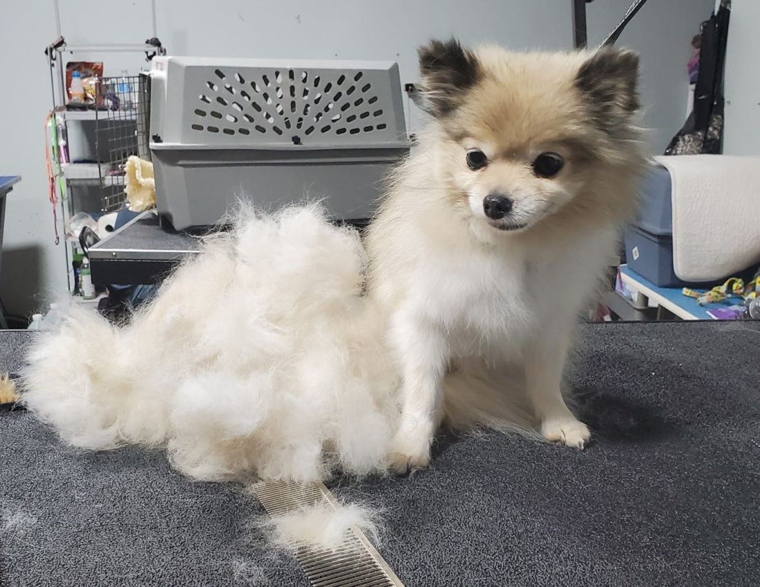 Crazy cat best sale dog grooming