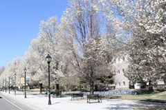 Carson City Chamber of Commerce photo