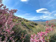Visit Carson City photo