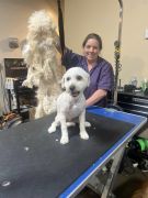 Crazy Cat Dog Grooming photo