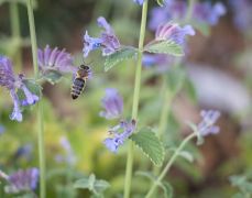 May Arboretum Society photo