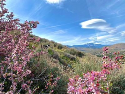 Visit Carson City photo