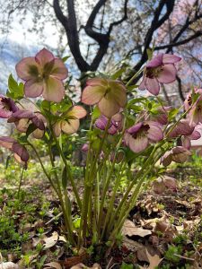May Arboretum Society photo