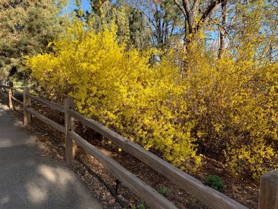 May Arboretum Society photo