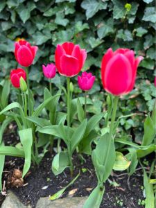 May Arboretum Society photo