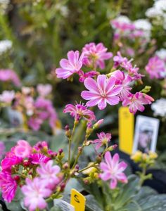 May Arboretum Society photo