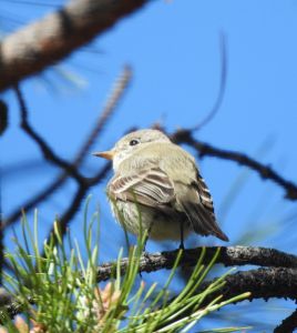 May Arboretum Society photo