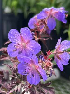 May Arboretum Society photo