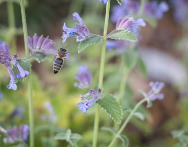 May Arboretum Society photo