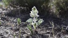 lupine in spring