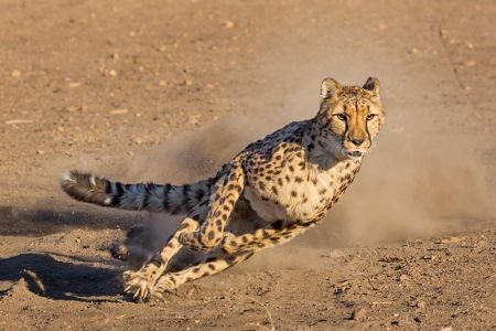 Animal Ark Wildlife Sanctuary, On the Wind Cheetah Run